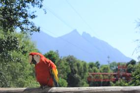 Landscape Ave Macaw
