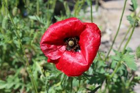 Poppy Flower Garden Red