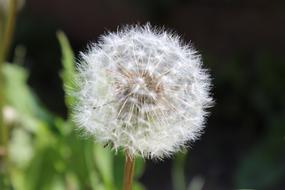 Dandelion Garden Close Up