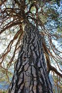 Scots Pine Tree Large