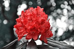 Red Rhododendron Flower Shrub