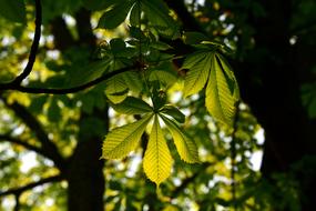 Leaf Plant Tree Chestnut