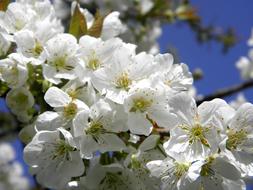 Cherry Blossom Bloom