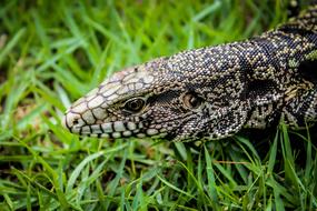 Nature Reptiles Lizards