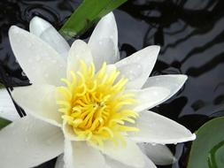 Water Lily Flower