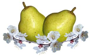 ripe pears on a background of flowers