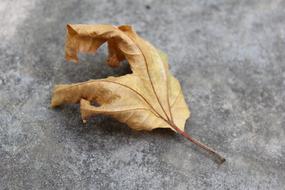 Nature Fall Leaf