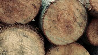 Log Firewood Timber