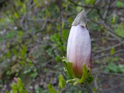 Magnolia Bud Botanical Garden