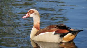 Goose Nile Duck