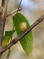 Snail Letter A Branch
