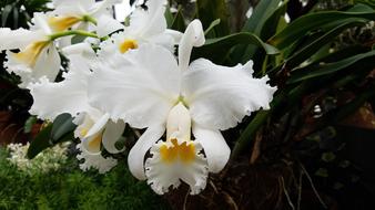 Orchid White Flower