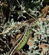 The Lizard Common Reptile