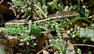 The Lizard Common Nature