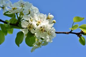 Apple Blossom Bloom