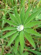 Dew Grass Dewdrop