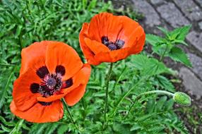 Poppy Papaver Flower