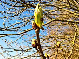 Tree Buds Large