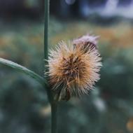 Flowers Nature Plant