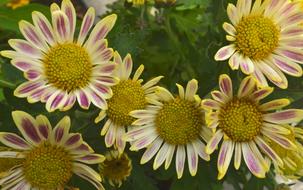 Flowers Blossom Beautiful