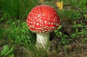 Nature Mushroom Amanita