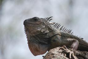 Iguana Nature Animal
