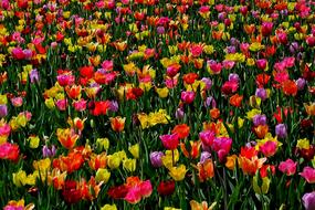 Beauty Tulip Field Tulips