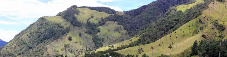 Valle De Cocora Panorama Palm