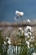Cottongrass Grass Nature