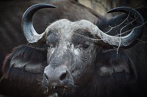 South Africa Buffalo Wild Animal