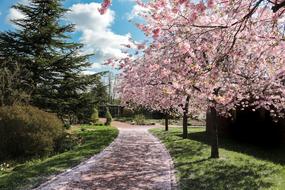 Tree Flower Season Flowering