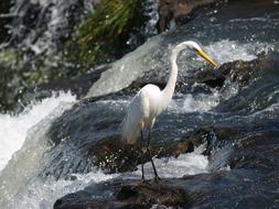 Heron Birds Iguazu