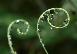Dew Rain Nature