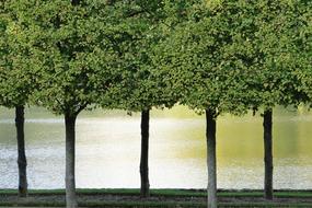 Trees Reflections Water