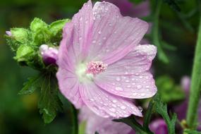 Mallow Musk Flower
