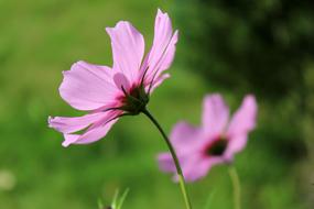 Pink Flower Flowers