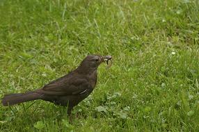 Blackbird Grass Nature