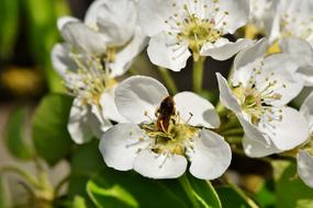 Apple Blossom Bloom