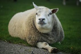 Mammals Animal Kingdom Cute