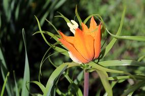 Imperial Crown Blossom Bloom