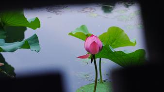 Lotus Plant The Water