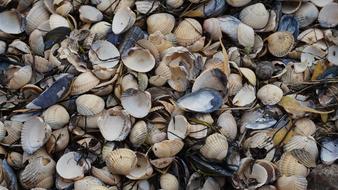 Background Nature Mussels Mussel