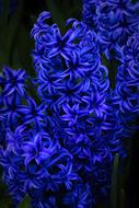Hyacinth Flower Nature