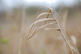 Nature Grass Growth