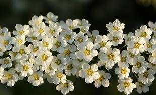 Tawuła White Flowers Spring