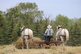 Farm Agriculture Nature
