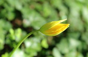 Tulip Bud Yellow Spring