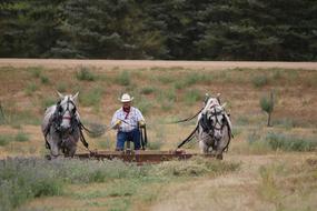 Horses Hayfield Rake