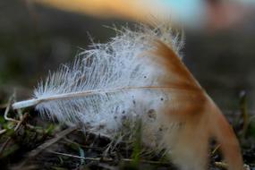 Nature Pen Bird Krupnyj