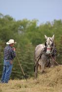 Horses Cowboy Farmer